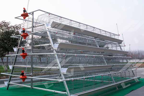 A type poultry battery cage