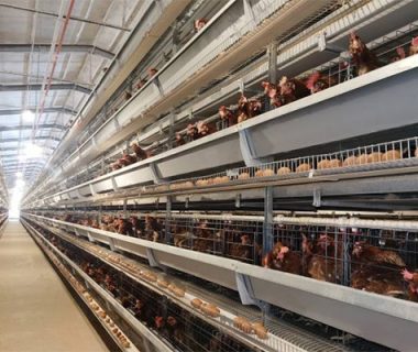 layer battery cage system