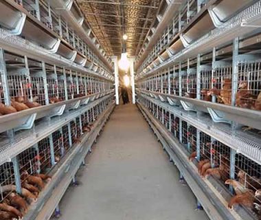 40000 layers chicken cages for sale in Kenya