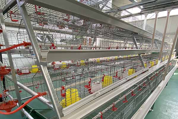 chicken battery cage