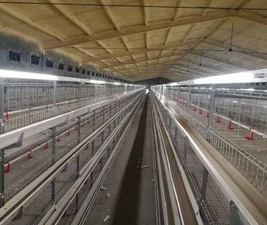 H type chicken battery cage system