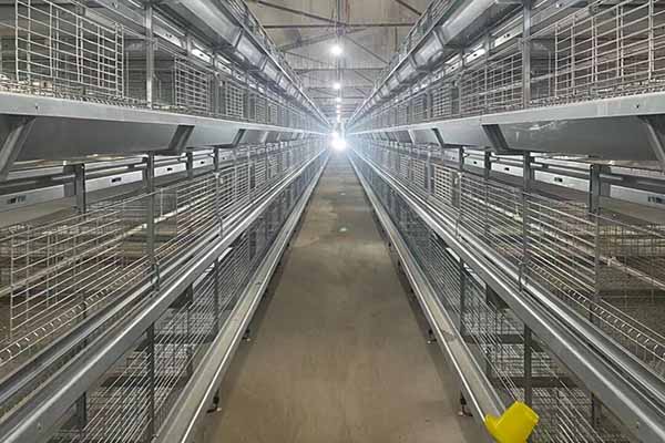 pullet chicken cage