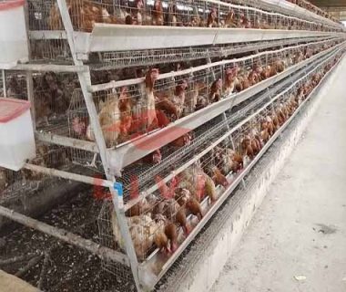 project-of-42-sets-of-layers-with-poultry-cage-in-nigeria
