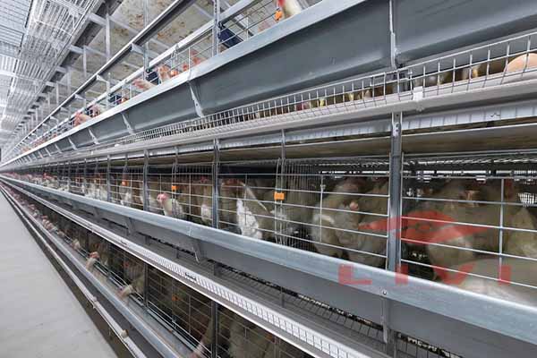 how-to-choose-the-best-chicken-farming-equipment-in-nigeria