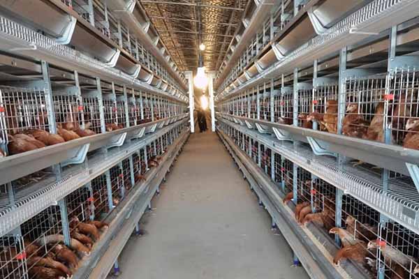 40000 layers chicken cages for sale in Kenya
