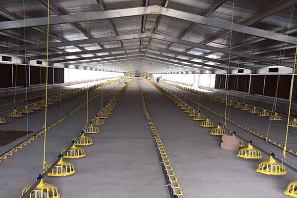 cost of poultry flooring systems in zambia